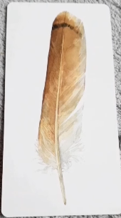 Divine Feather Messenger